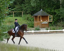 dressage horse Lanagen (Rhinelander, 2004, from Lord Loxley I)