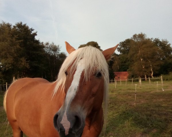 Pferd Carla (Haflinger, 2001, von Neon)