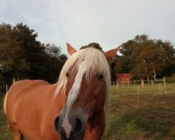 Pferd Carla (Haflinger, 2001, von Neon)