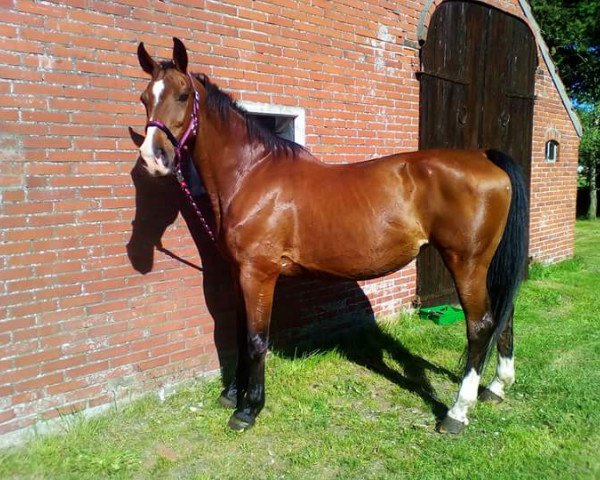 broodmare Cora (Brandenburg, 1995, from Convoi)