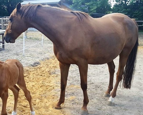 broodmare Ranja (Trakehner,  , from Bardolino)