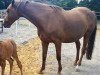 broodmare Ranja (Trakehner,  , from Bardolino)