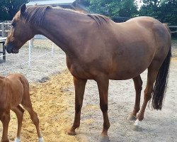 Zuchtstute Ranja (Trakehner,  , von Bardolino)