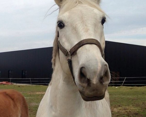 horse Wycorno (Hanoverian, 2000, from Weissenburg)