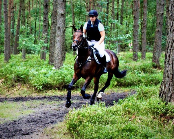 dressage horse Diamond's Little girl (Hanoverian, 2011, from Don Diamond)