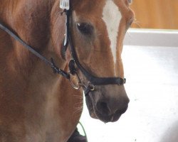 horse Nepomuk (Haflinger, 2001, from Nebos I (3,125% ox))