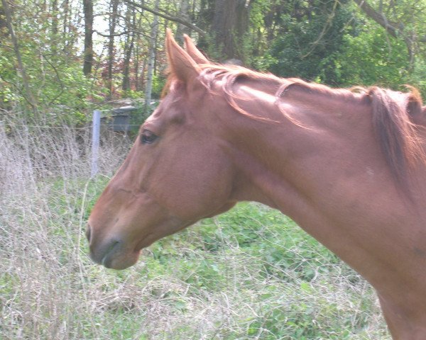 Pferd Tiger Lady xx (Englisches Vollblut, 2004, von Aeskulap xx)