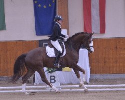 dressage horse Summerville (Oldenburg, 2010, from Sancisco)