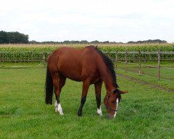 Zuchtstute Sindy (KWPN (Niederländisches Warmblut), 1999, von Contango)