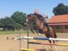 jumper Lado (German Sport Horse, 2012, from Lesotho)