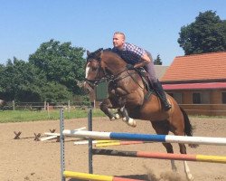 jumper Lado (German Sport Horse, 2012, from Lesotho)