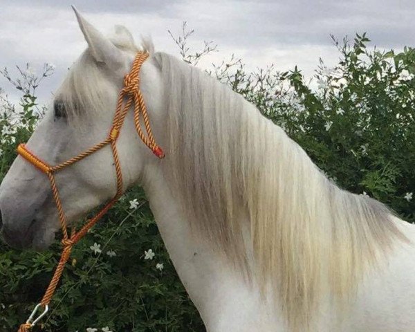 horse CHULITO II (Lusitano, 2014)