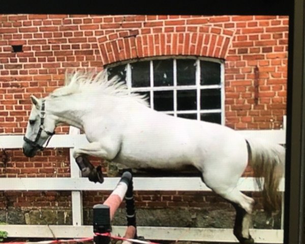 dressage horse Ala Minka (German Riding Pony, 2005)