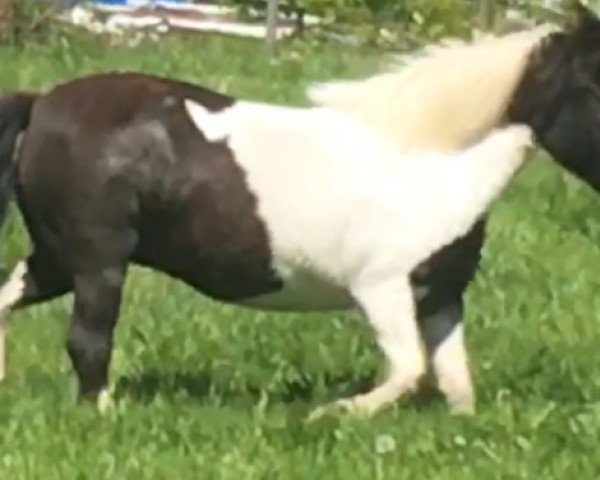 Dressurpferd Holsteins la Luna (Dt.Part-bred Shetland Pony, 2007, von Holsteins Hannibal)