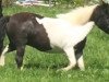 Dressurpferd Holsteins la Luna (Dt.Part-bred Shetland Pony, 2007, von Holsteins Hannibal)