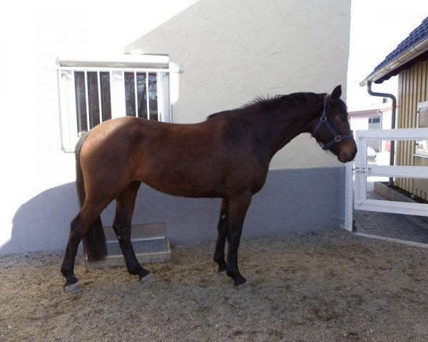 broodmare Corona (Württemberger, 2012, from Contano)