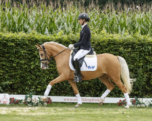 dressage horse Malibou 13 (German Riding Pony, 2014, from FS Mr. Right)