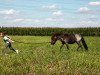 Dressurpferd Mucki Stern WK (Shetland Pony (unter 87 cm), 2014)