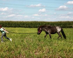 Dressurpferd Mucki Stern WK (Shetland Pony (unter 87 cm), 2014)