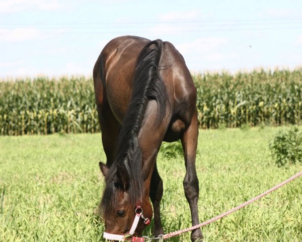 Pferd Banana (Deutsches Sportpferd, 2016)