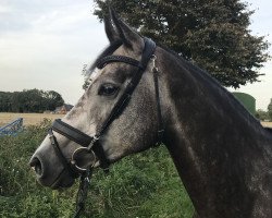 broodmare Cornados Cookie (Westphalian, 2013, from Cornado NRW)