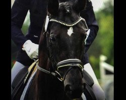 dressage horse Rendezvous 86 (Oldenburg, 2009, from Rubin Cortes OLD)