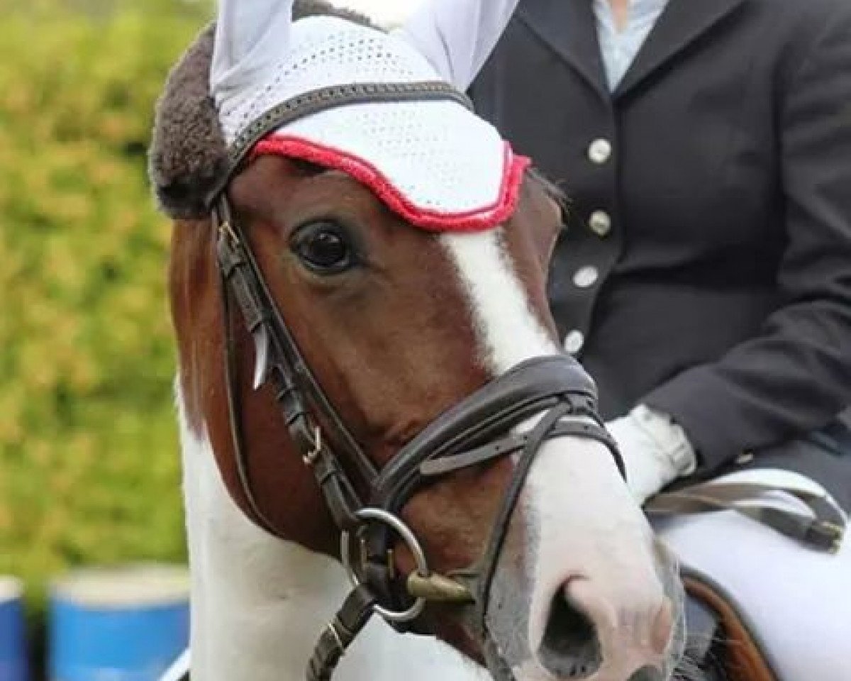 broodmare Sunshine 564 (Pony without race description, 2006)