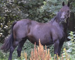 broodmare Laureen (Welsh-Cob (Sek. D), 1997, from Bimberg Ivanhoe)