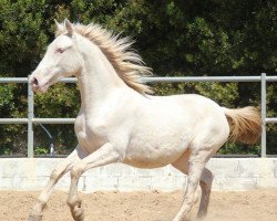 Pferd Albina (Lusitano, 2015)