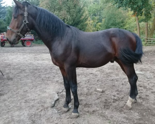 horse Vincenzo (Sachs-door. Heavy Warmbl.,  , from Veritabel)