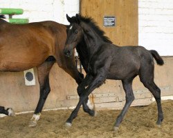 Springpferd Couer de Cornet Z (Zangersheide Reitpferd, 2017, von Cornet Obolensky)