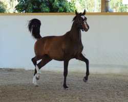 jumper Lemonade Fly (KWPN (Royal Dutch Sporthorse), 2016, from Freeman VDL)