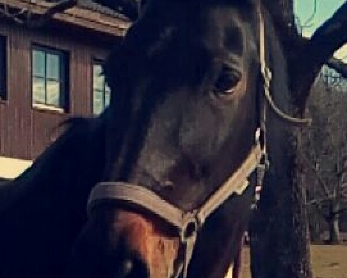 horse Elektra (Bavarian, 1997, from Corallo)