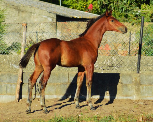 Deckhengst Maverick Fly (KWPN (Niederländisches Warmblut), 2017, von Utah van Erpekom)