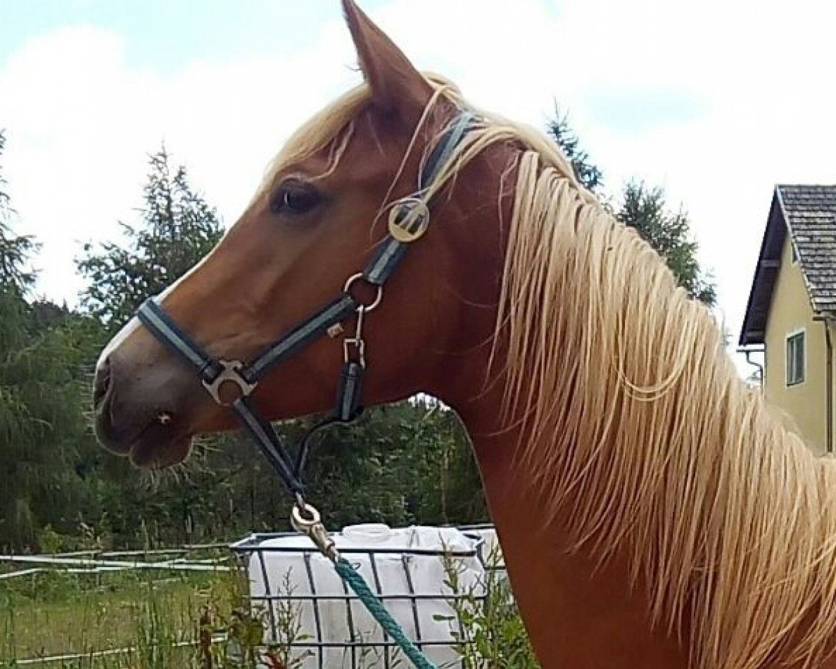 broodmare Rosalie KK (Trakehner, 2016, from Legend)