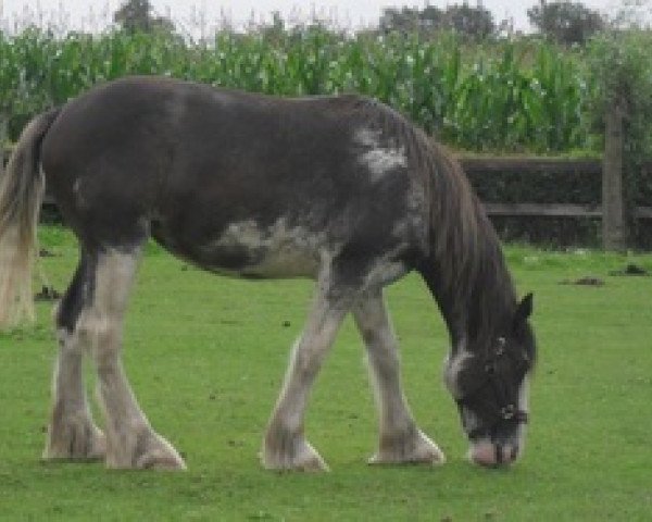 broodmare Dandelion Elony (Shire,  , from ddrydwy cotebrook king)