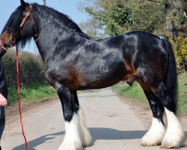 stallion Farleyshire John (Shire, 2005, from Ithersay Black MAgic)