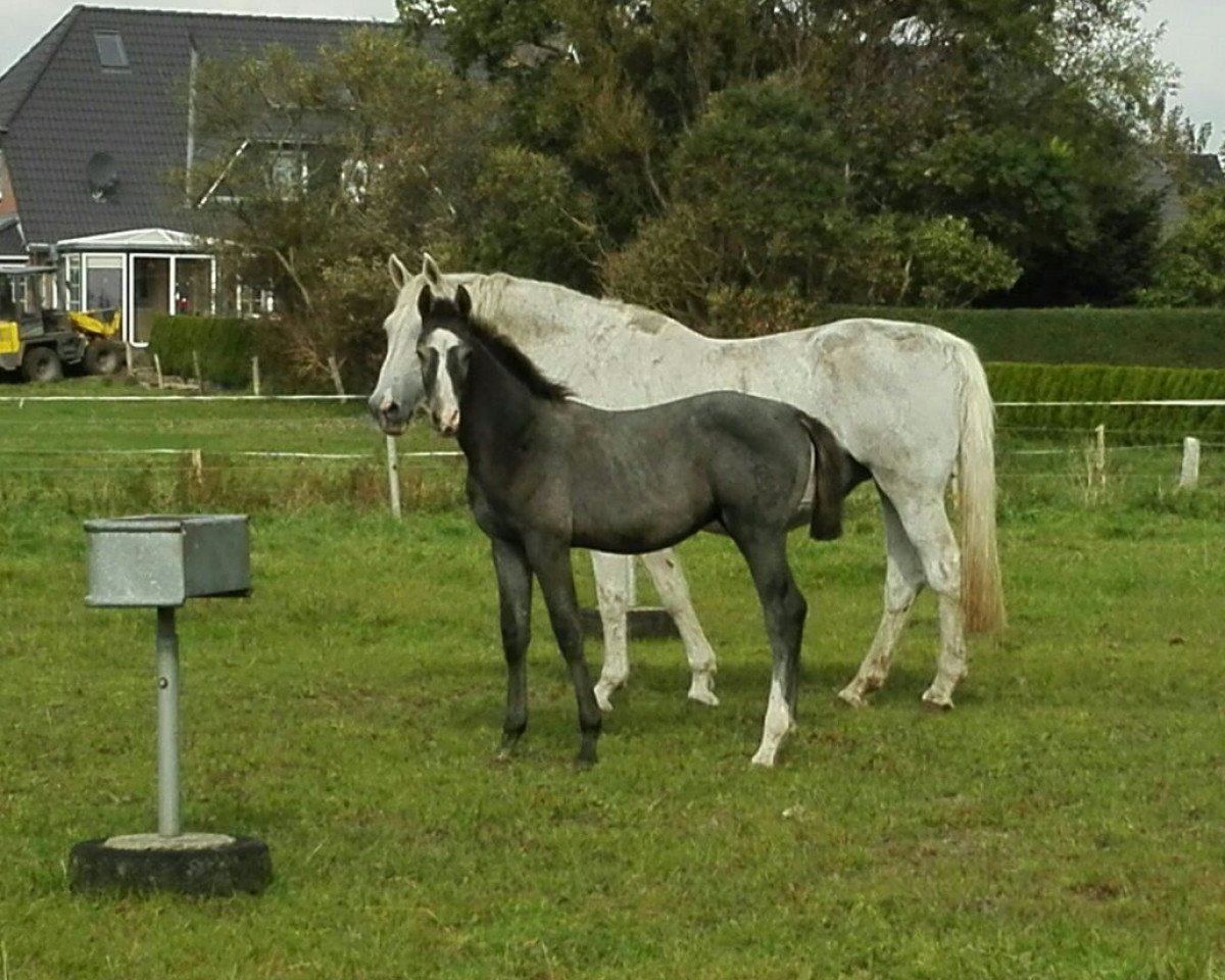 jumper Quinnii (Holsteiner, 2017, from Quibery 3)