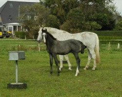 jumper Quinnii (Holsteiner, 2017, from Quibery 3)