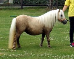 Zuchtstute Elisa v´t Olde Hok (Shetland Pony (unter 87 cm),  , von Sander van de Hoefslag)