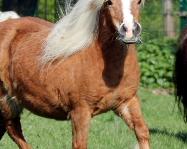 Zuchtstute Vanity of Dream Fields (Shetland Pony (unter 87 cm), 2004, von Gloriant van de Belschuur)