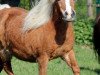 Zuchtstute Vanity of Dream Fields (Shetland Pony (unter 87 cm), 2004, von Gloriant van de Belschuur)