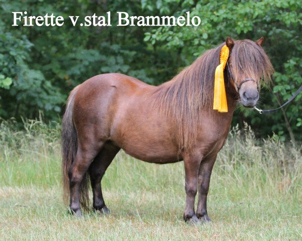 Zuchtstute Firette v.Stal Brammelo (Shetland Pony (unter 87 cm), 2012, von Sander van de Hoefslag)