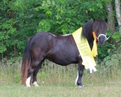 Zuchtstute Elmhorst Sunlight (Shetland Pony (unter 87 cm), 2012, von Merrylees High Flyer)