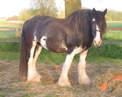 broodmare Ellenthorpe Amber Rose (Shire, 2006, from Skeyton Matthew)