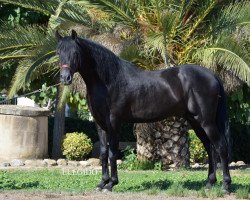 stallion Elegido 12 (Pura Raza Espanola (PRE), 2009)