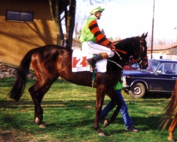 broodmare Sety's Spirit xx (Thoroughbred, 1995, from Seattle Song xx)