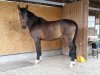 dressage horse Costa 56 (Württemberger, 2009, from Helenenhof's Carabas)