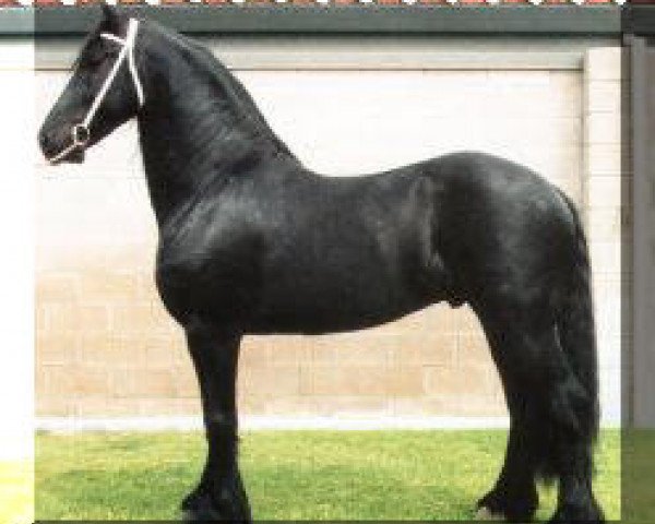 stallion Wander (Friese, 1991, from Barteld 292)