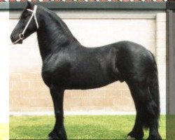 stallion Wander (Friese, 1991, from Barteld 292)